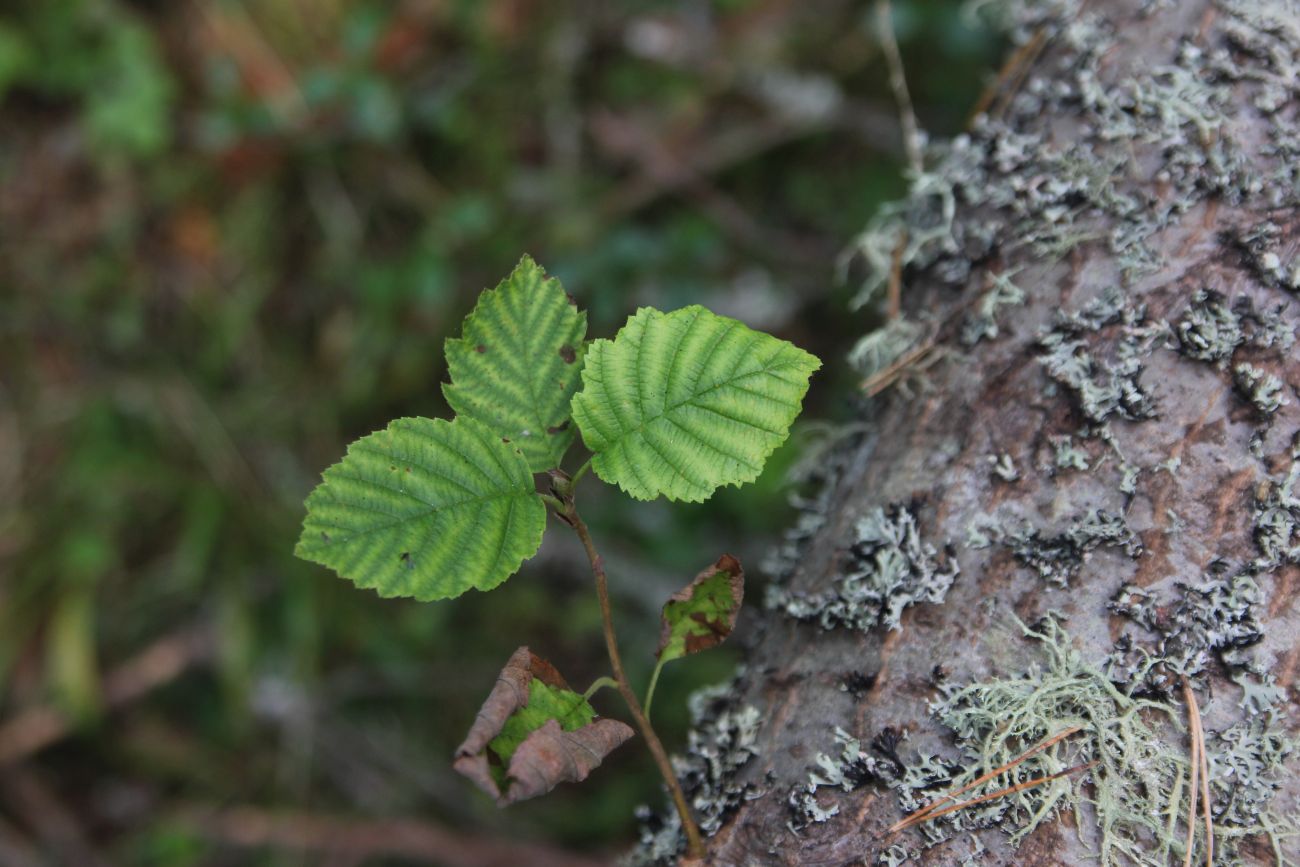 Изображение особи Alnus incana.