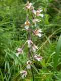 Epipactis palustris