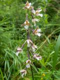 Epipactis palustris. Соцветие. Тверская обл., Кимрский р-н, окр. дер. Гомоново, заболоченный берег лесного озера. 18.07.2020.