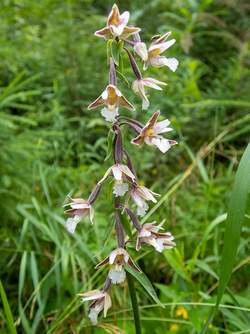 Изображение особи Epipactis palustris.