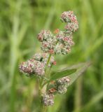 Chenopodium strictum. Верхушка плодоносящего растения. Костромская обл., Кологривский р-н, окр. заброшенной деревни Козлово, заросший травой участок на месте вырубки. 28 августа 2020 г.