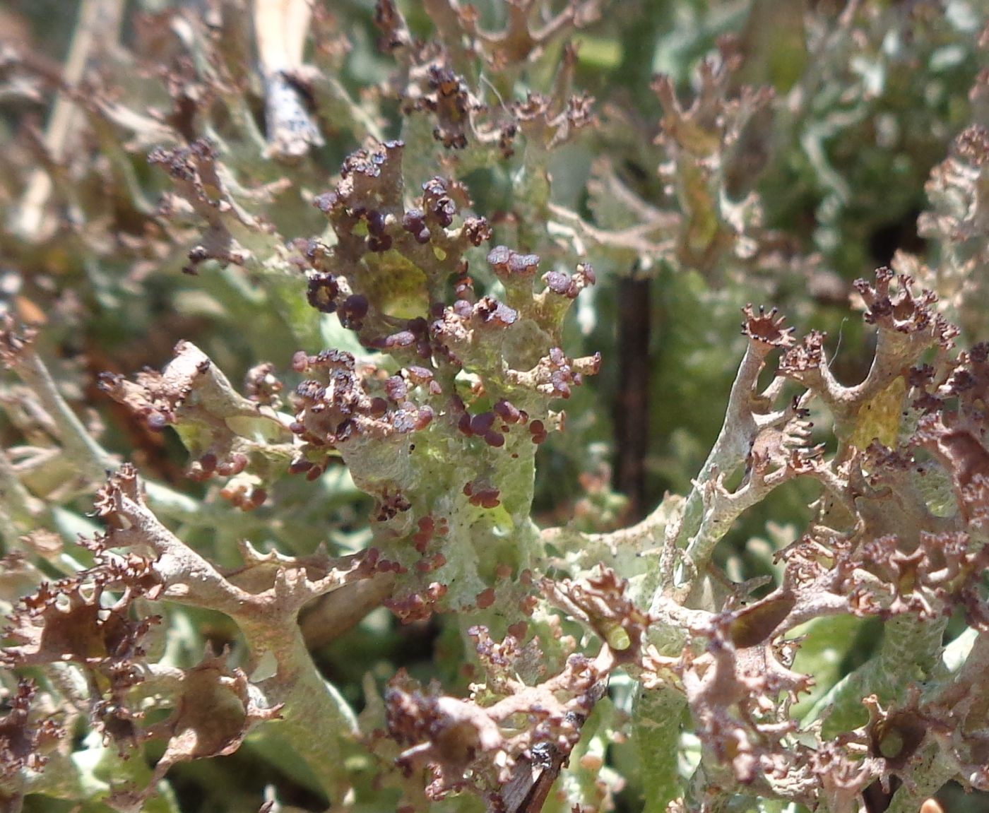 Изображение особи род Cladonia.