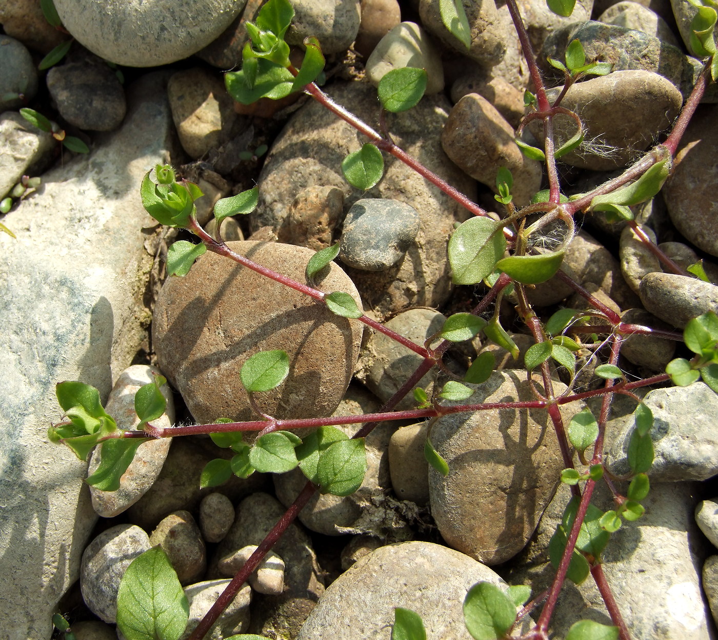 Image of Stellaria media specimen.