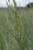 Festuca pratensis. Часть соцветия с распустившимися цветками. Белоруссия, Витебская обл., суходольный луг в окр. пос. Езерище. 14.06.2010.