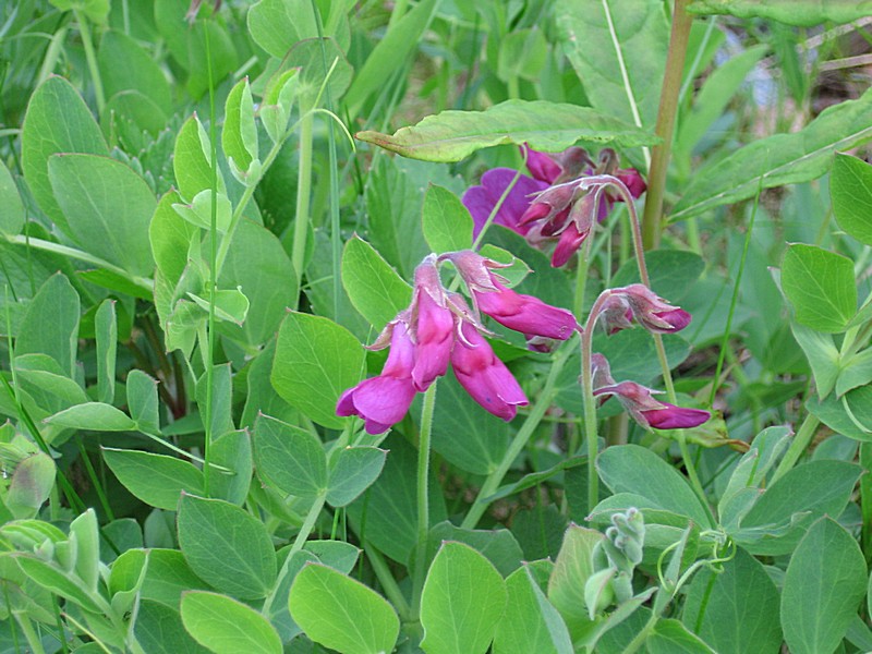 Изображение особи Lathyrus japonicus ssp. pubescens.
