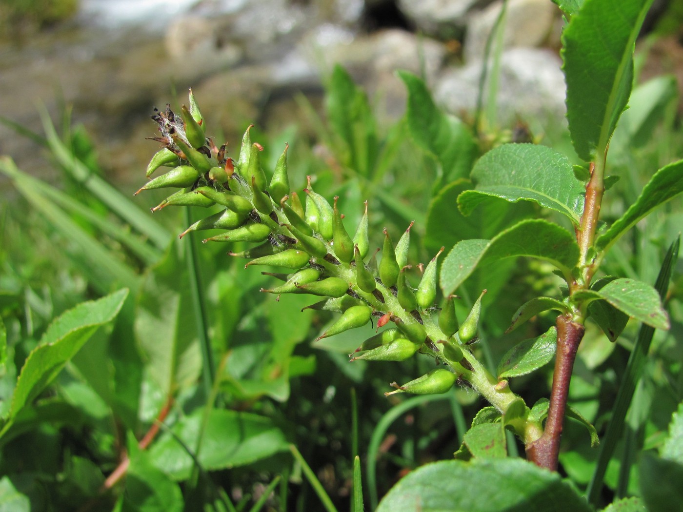 Image of Salix caucasica specimen.