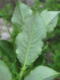 Salix apoda. Лист (вид снизу). Кабардино-Балкария, Эльбрусский р-н, долина р. Ирикчат, ок. 2900 м н.у.м., среди камней. 06.07.2020.