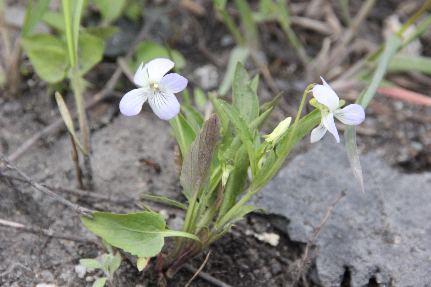 Image of Viola pumila specimen.