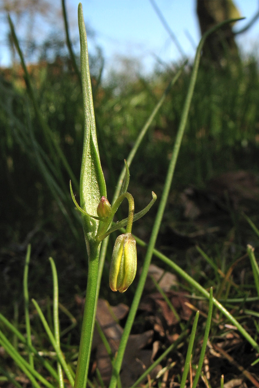 Изображение особи Gagea spathacea.