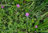 Geranium palustre