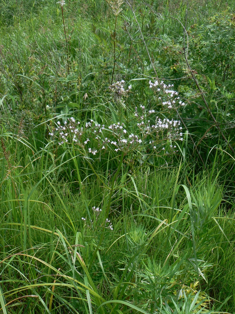 Изображение особи Valeriana coreana.