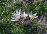 Colchicum kesselringii