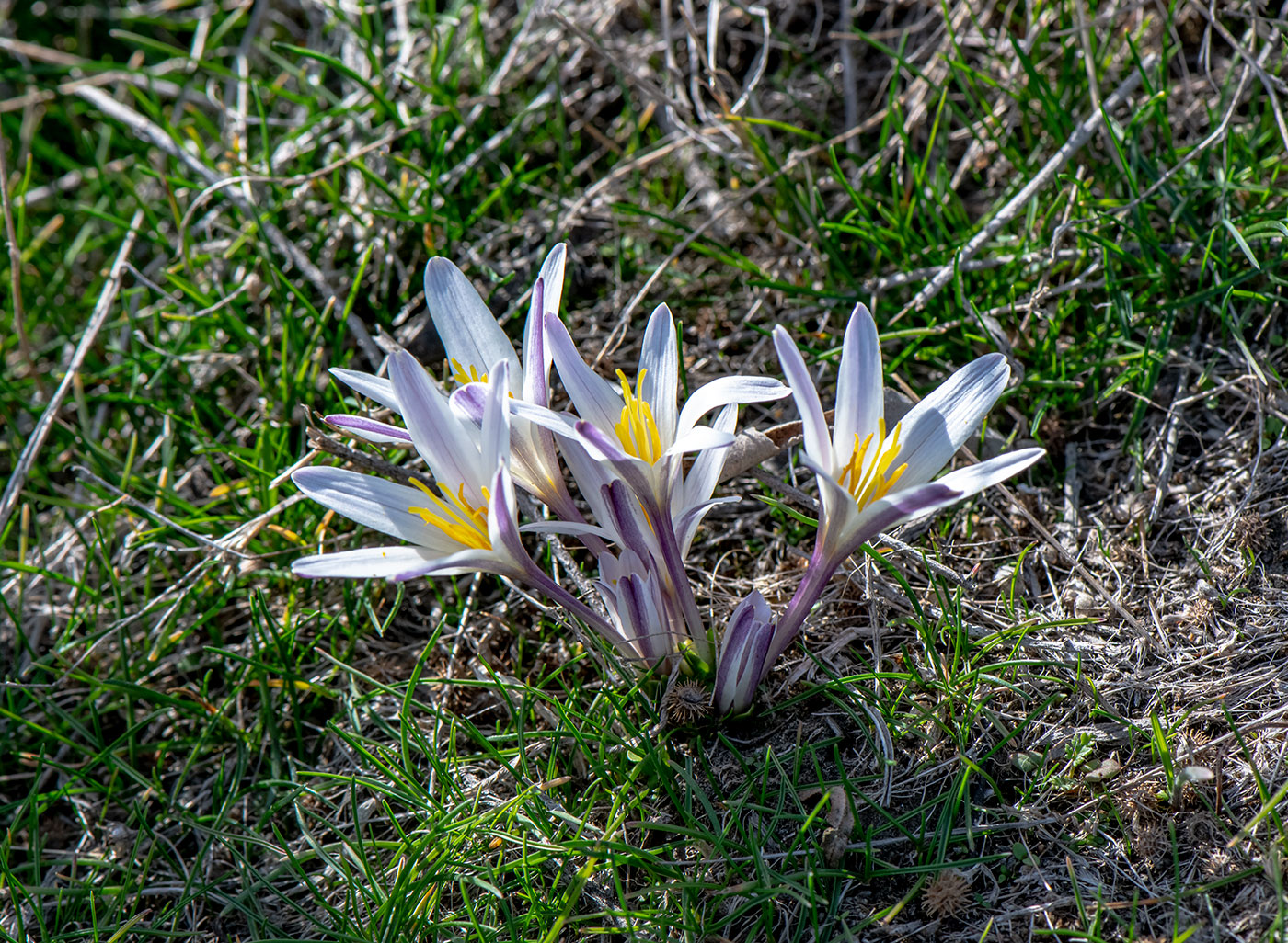 Image of Colchicum kesselringii specimen.