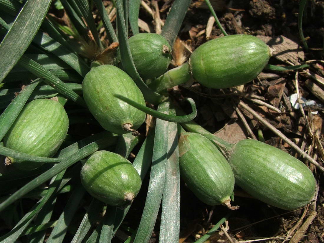 Image of Sternbergia colchiciflora specimen.