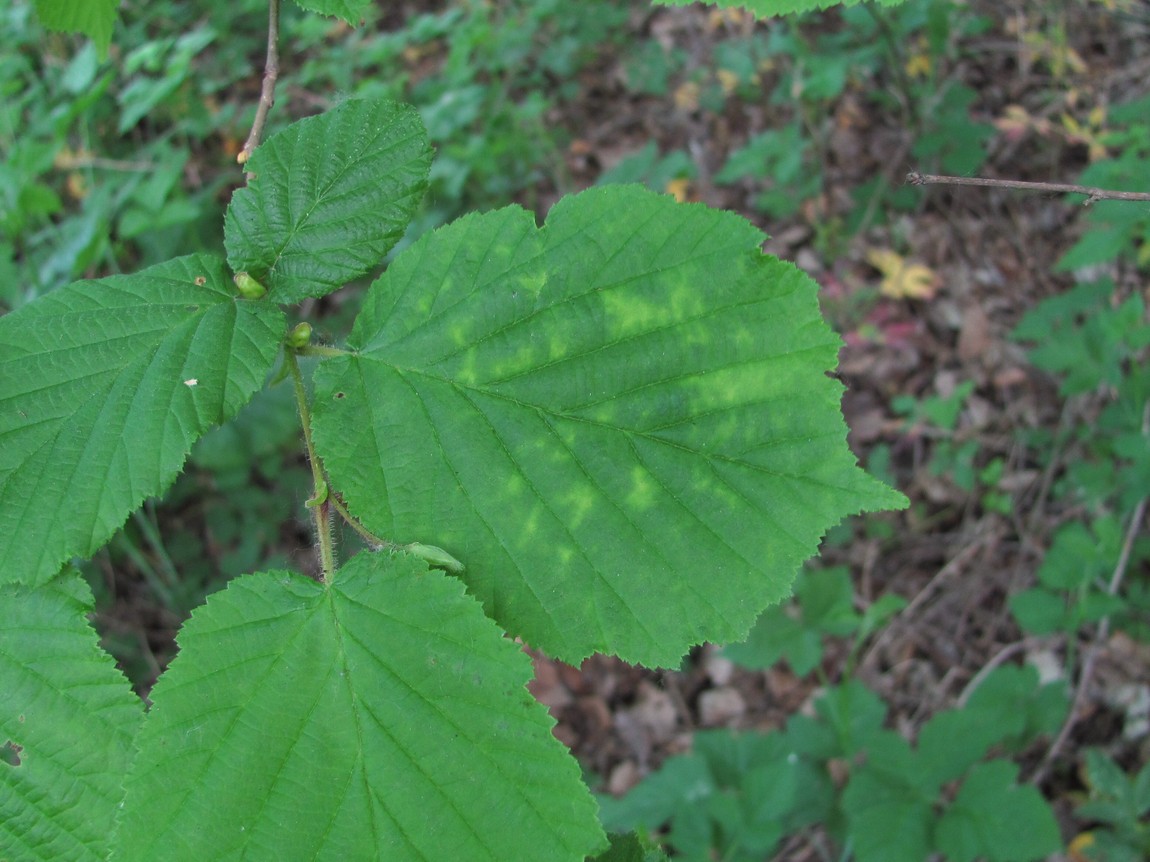 Image of Corylus avellana specimen.