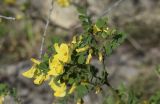 Hippocrepis emerus. Верхушка веточки с соцветиями. Испания, Каталония, пров. Жирона, комарка Ла-Гарроча, муниципалитет Тортелья, окр. истор. памятника «Pont de Llierca», кустарниковое сообщество на обрывистом склоне. 21.03.2021.