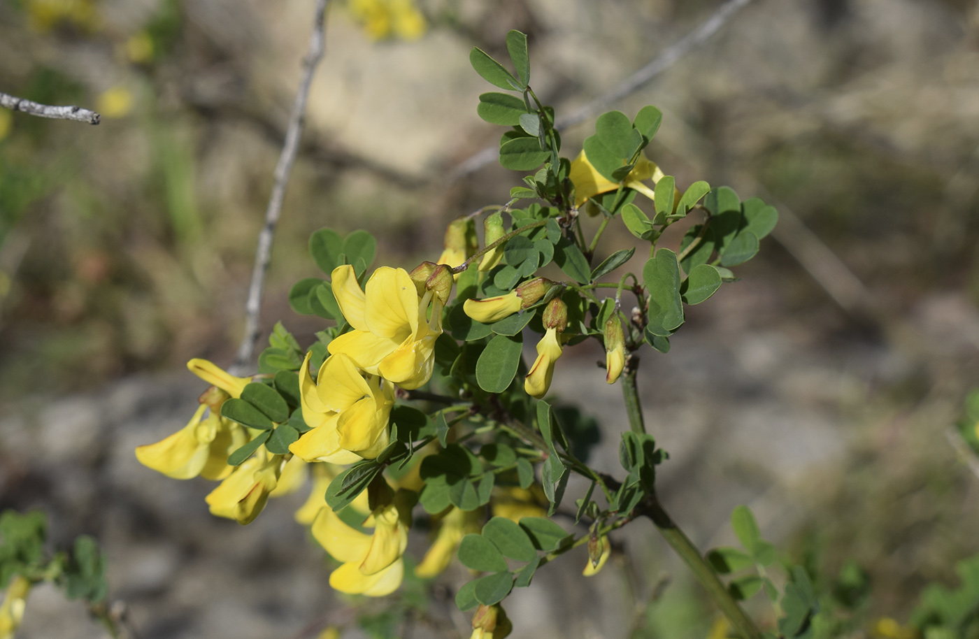 Изображение особи Hippocrepis emerus.