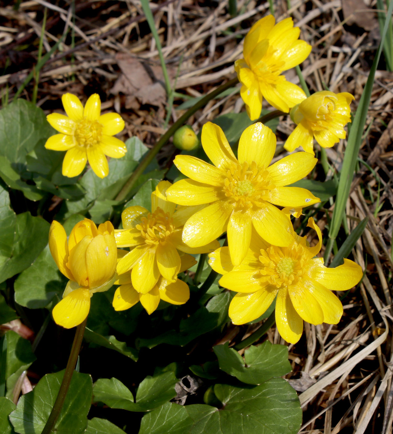 Image of Ficaria verna specimen.