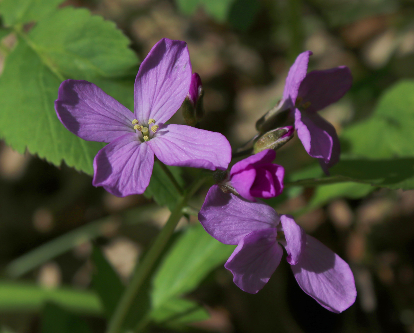 Image of Cardamine bulbifera specimen.