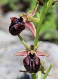 Ophrys mammosa. Часть соцветия. Крым, окр. с. Зеленогорье, ущ. р. Пананьян-Узень, пойма ручья, луг на берегу. 15 мая 2021 г.