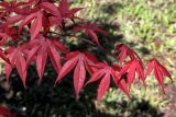 Acer palmatum