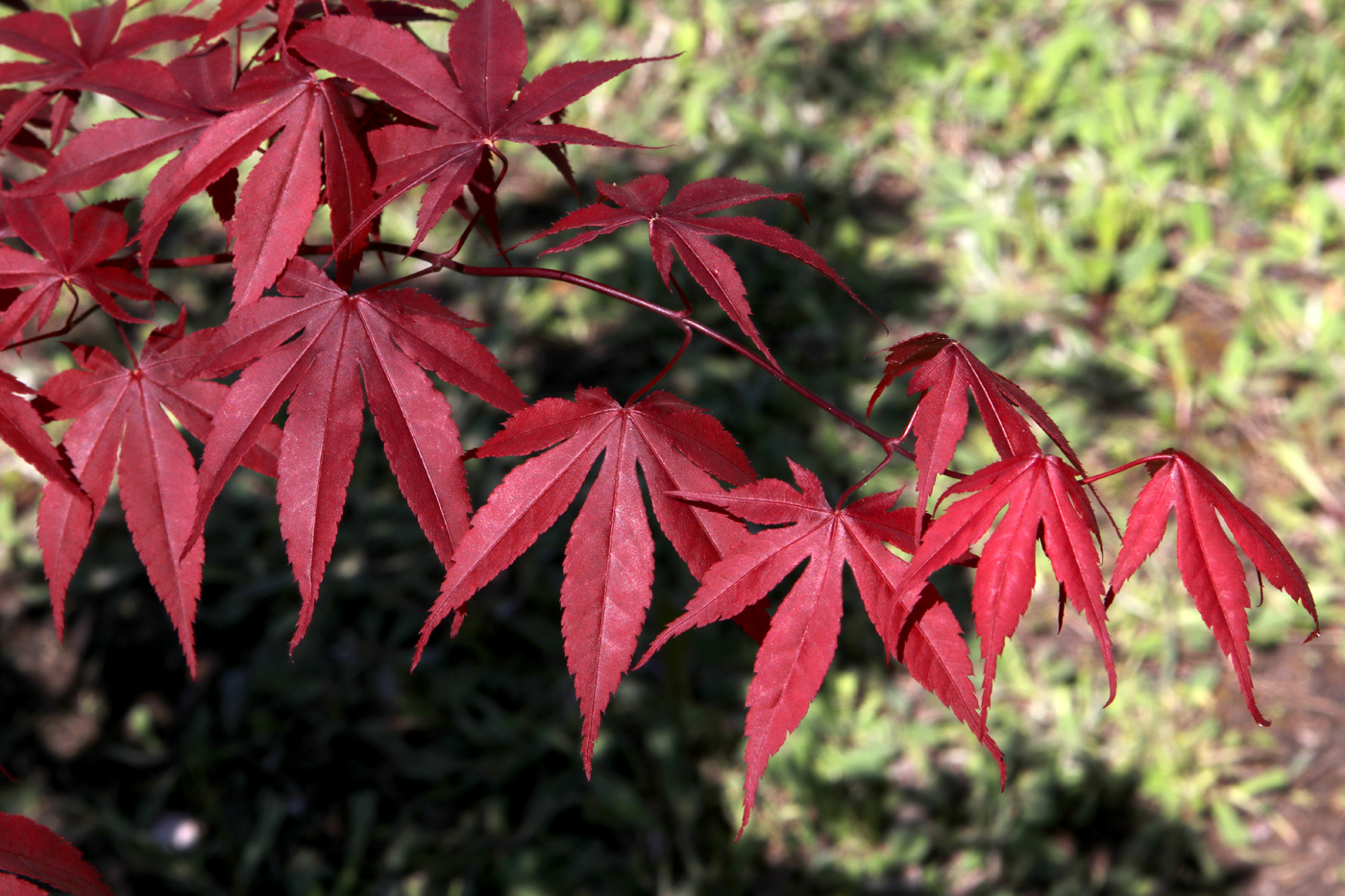 Image of Acer palmatum specimen.