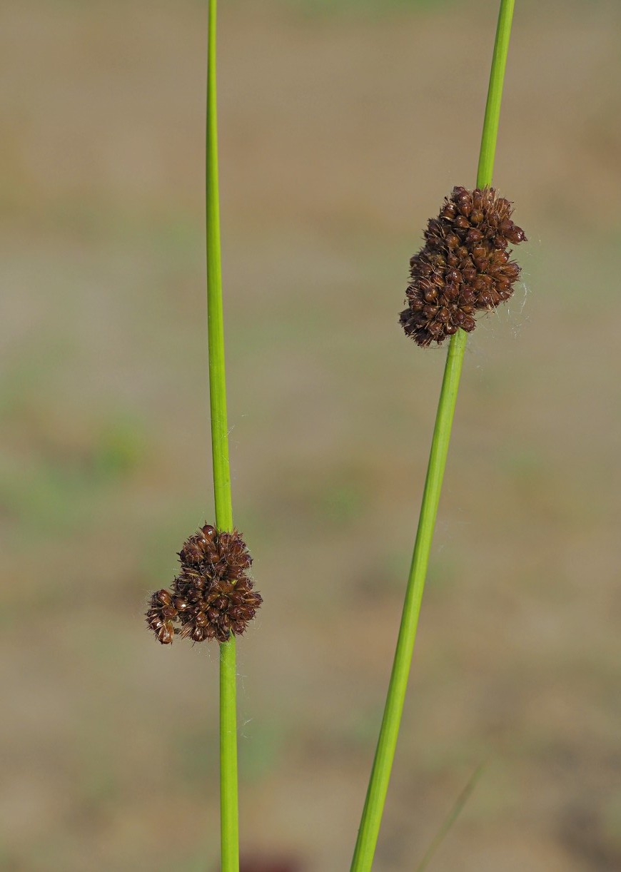 Изображение особи Juncus conglomeratus.