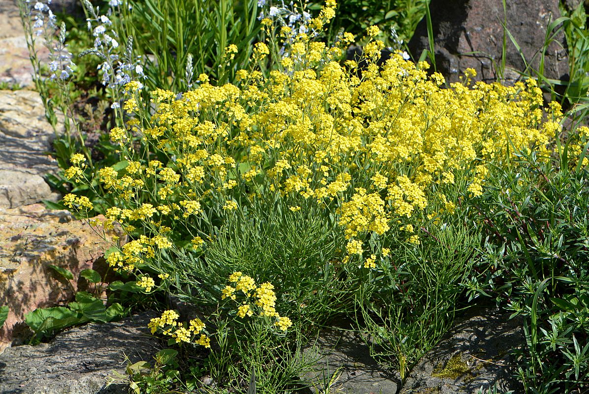 Image of genus Erysimum specimen.