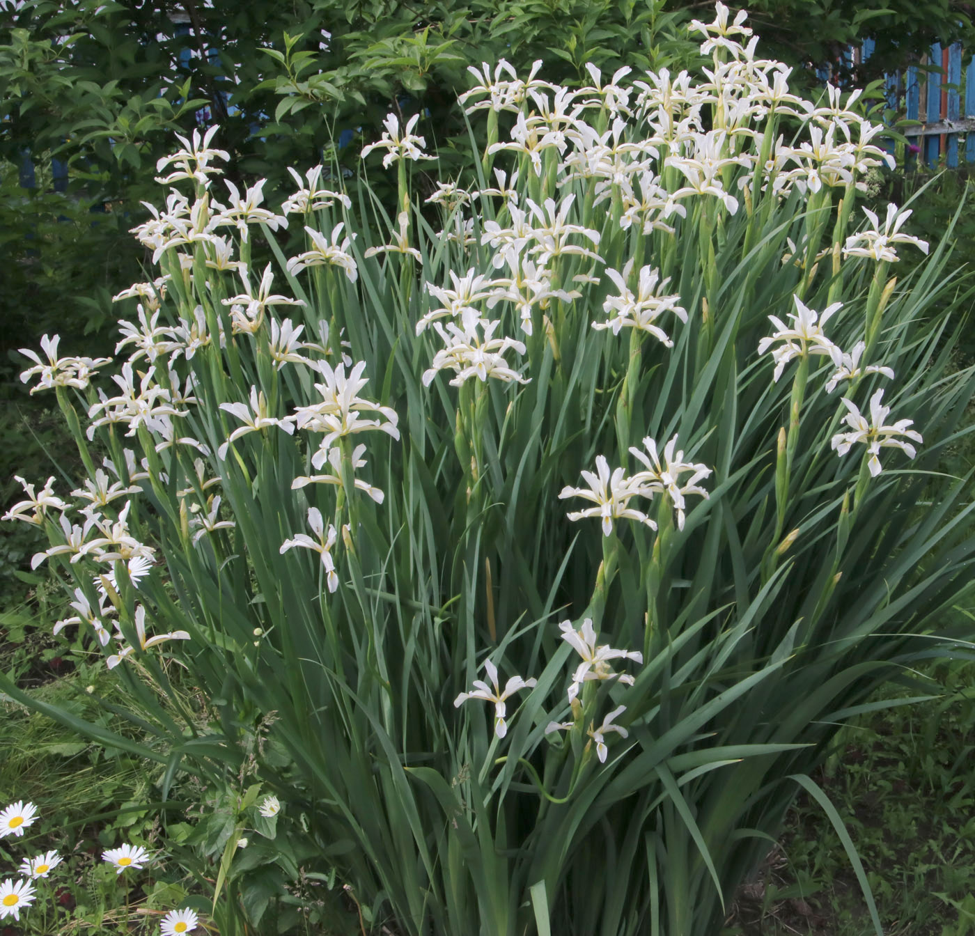 Image of genus Iris specimen.