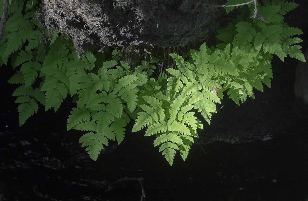 Image of Gymnocarpium dryopteris specimen.