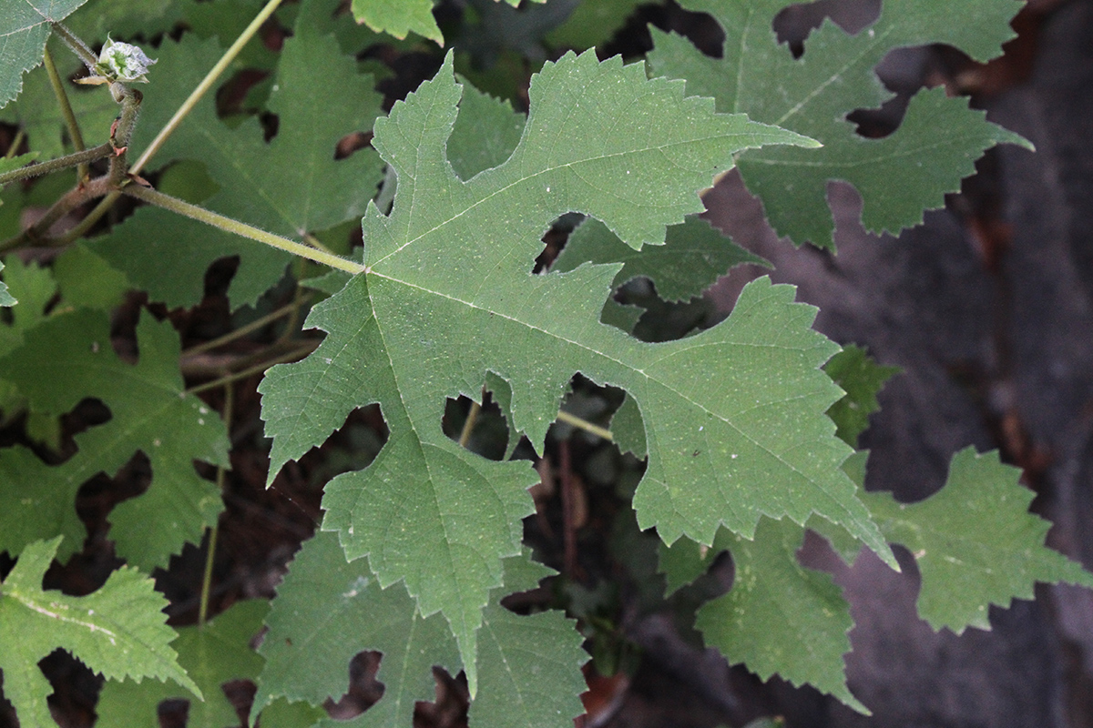 Image of Broussonetia papyrifera specimen.