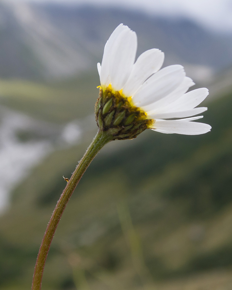 Image of Tripleurospermum caucasicum specimen.