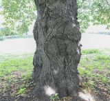 Tilia platyphyllos