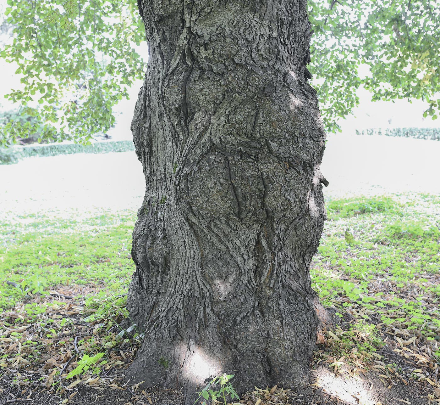 Изображение особи Tilia platyphyllos.