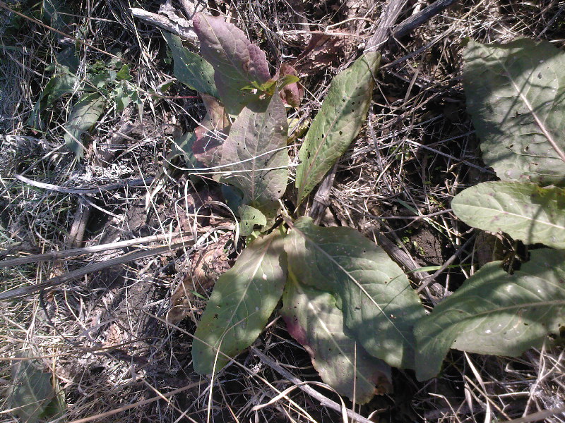 Image of Rumex patientia ssp. orientalis specimen.