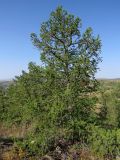 Larix sukaczewii