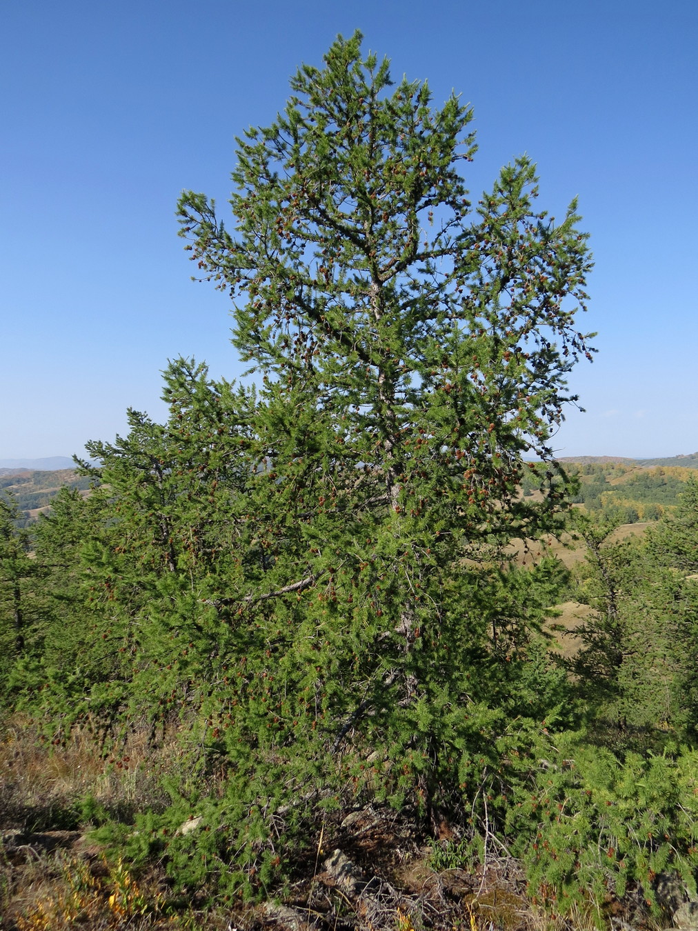 Image of Larix sukaczewii specimen.