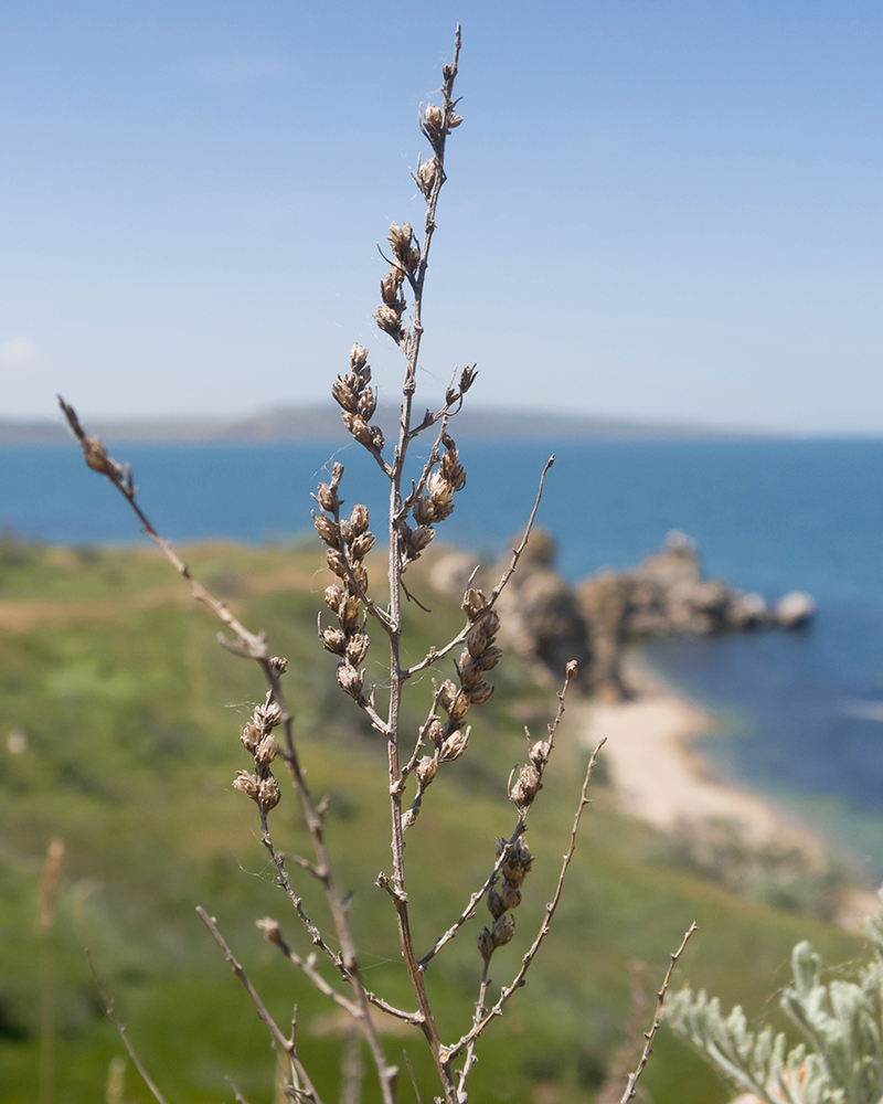 Image of Artemisia lercheana specimen.