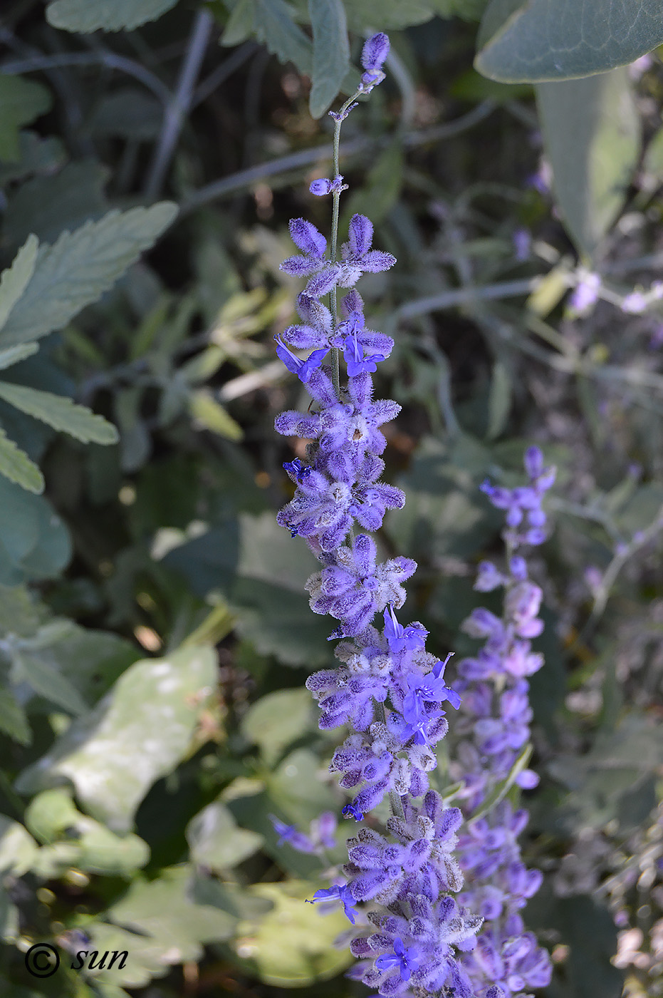 Image of Perovskia atriplicifolia specimen.