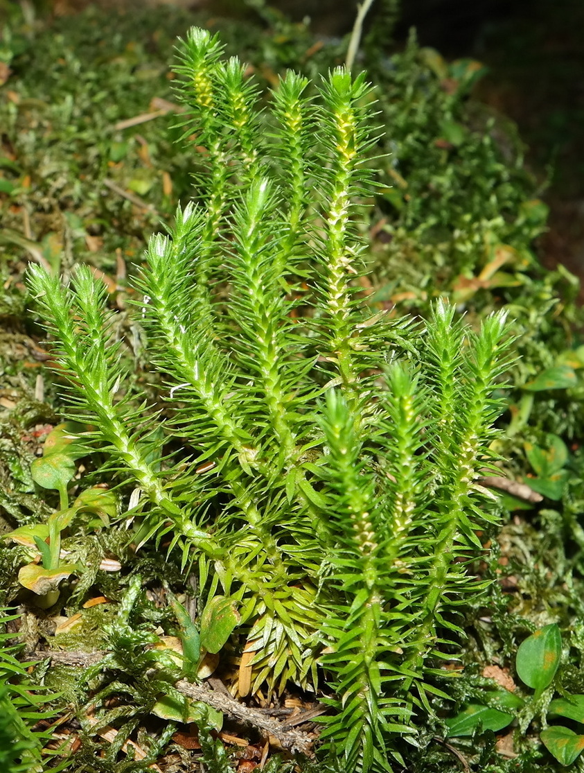 Image of Huperzia selago specimen.