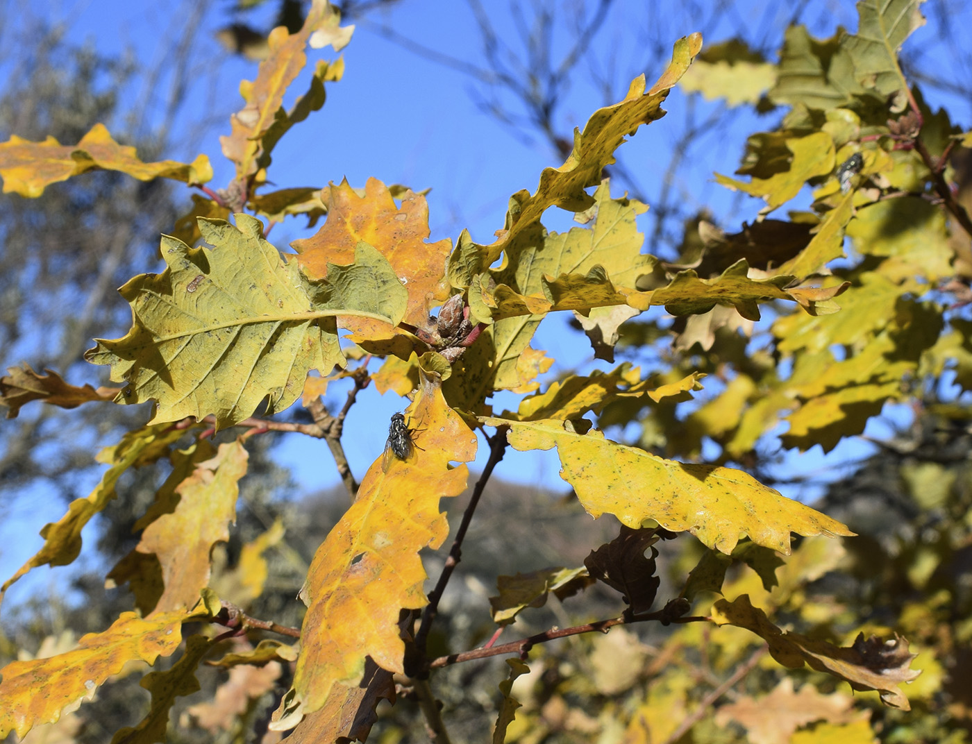 Изображение особи род Quercus.