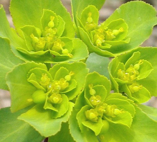 Изображение особи Euphorbia helioscopia.