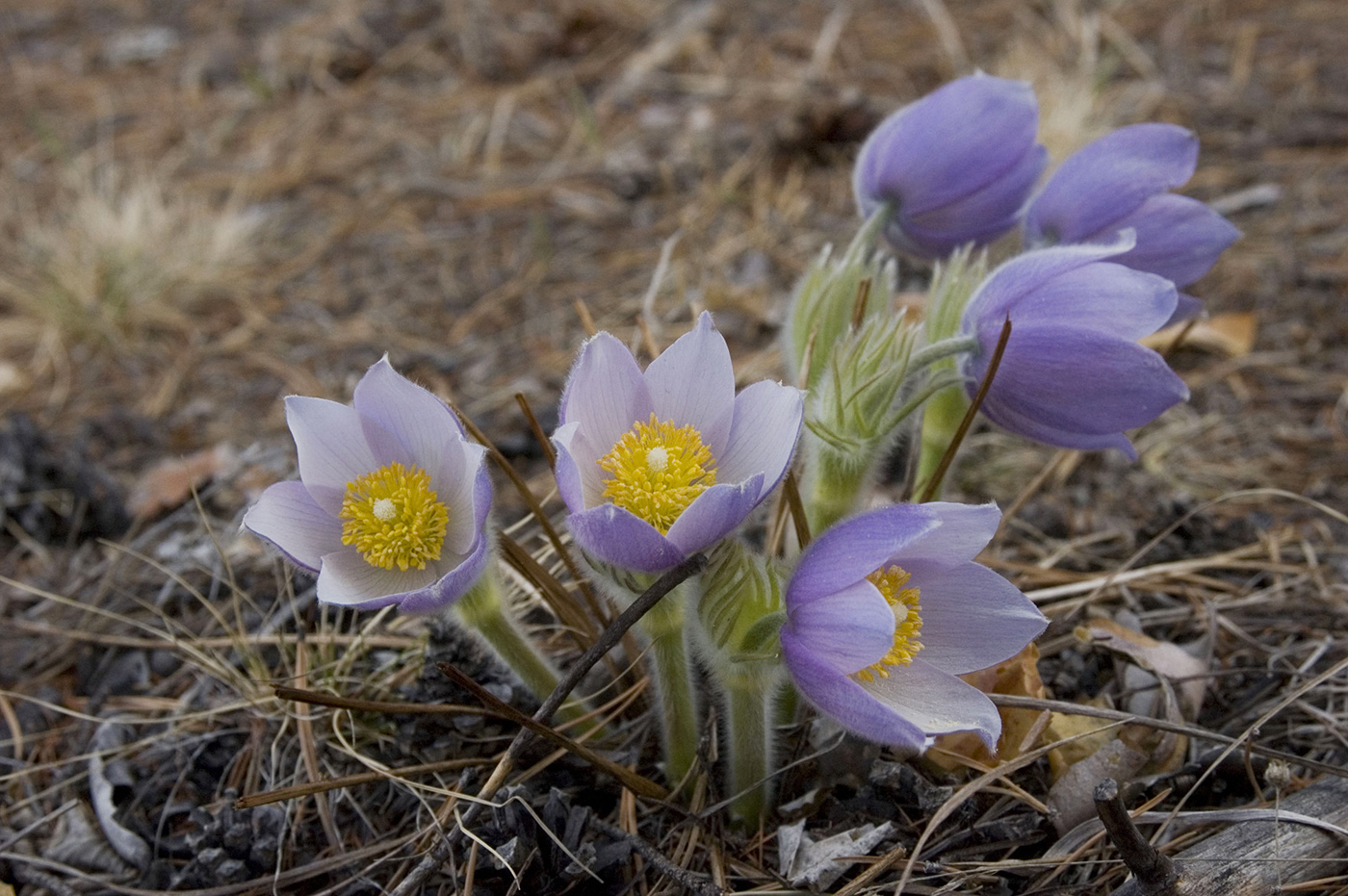 Изображение особи Pulsatilla multifida.