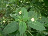 Impatiens parviflora