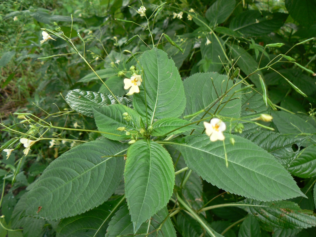 Image of Impatiens parviflora specimen.