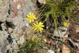 Youngia tenuifolia