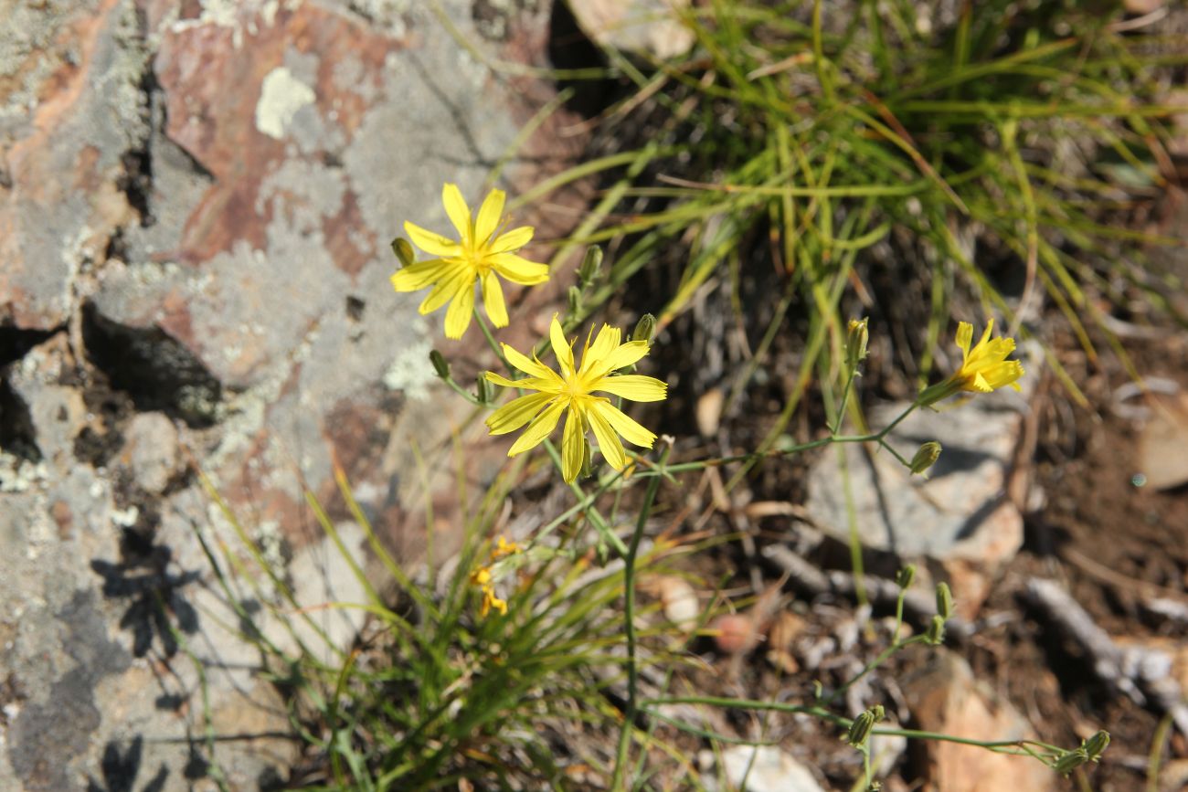 Изображение особи Youngia tenuifolia.