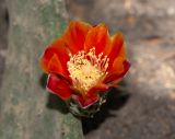 Opuntia tomentosa
