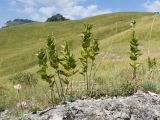 genus Vincetoxicum. Растения с развивающимися соцветиями. Краснодарский край, Мостовской р-н, окр. пгт Псебай, хр. Герпегем, ≈ 900 м н.у.м., горный луг, гипсовое обнажение. 19.08.2021.