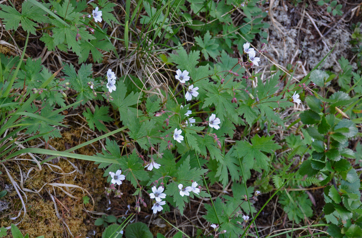 Image of Geranium krylovii specimen.